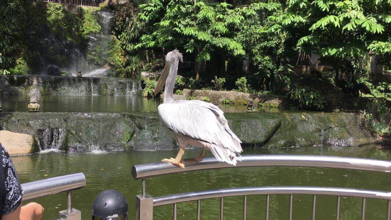 bird park